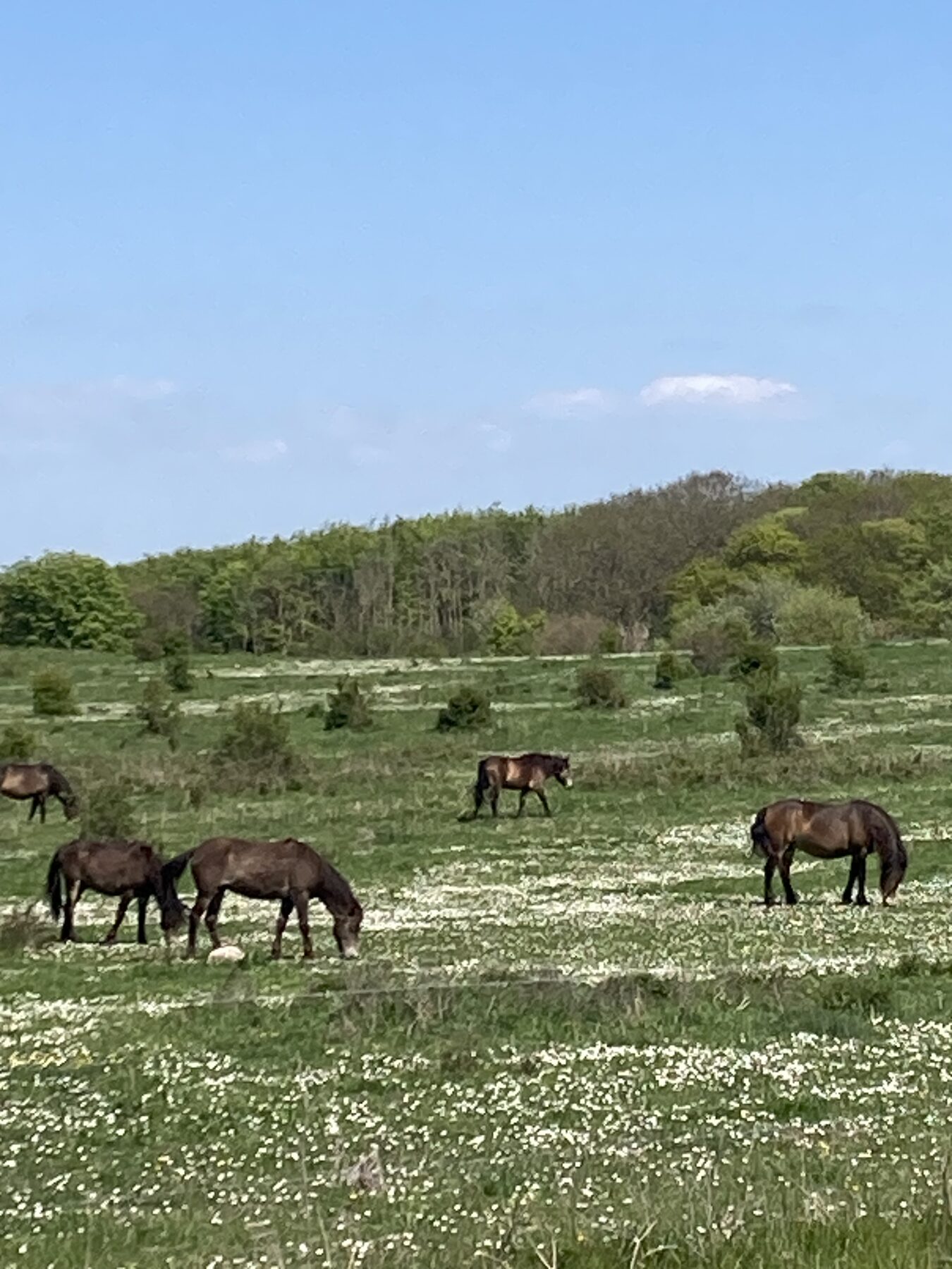 Vilde heste på eng med vilde blomster på Langeland